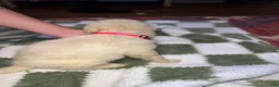 Mixed Breed dogs for sale: Mixed Breed 2 - Ad 2