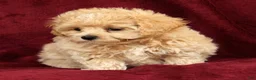 Maltipoo dogs for sale: Max - Ad 6