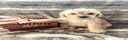Goldendoodle dogs for sale: Aspen - Ad 1