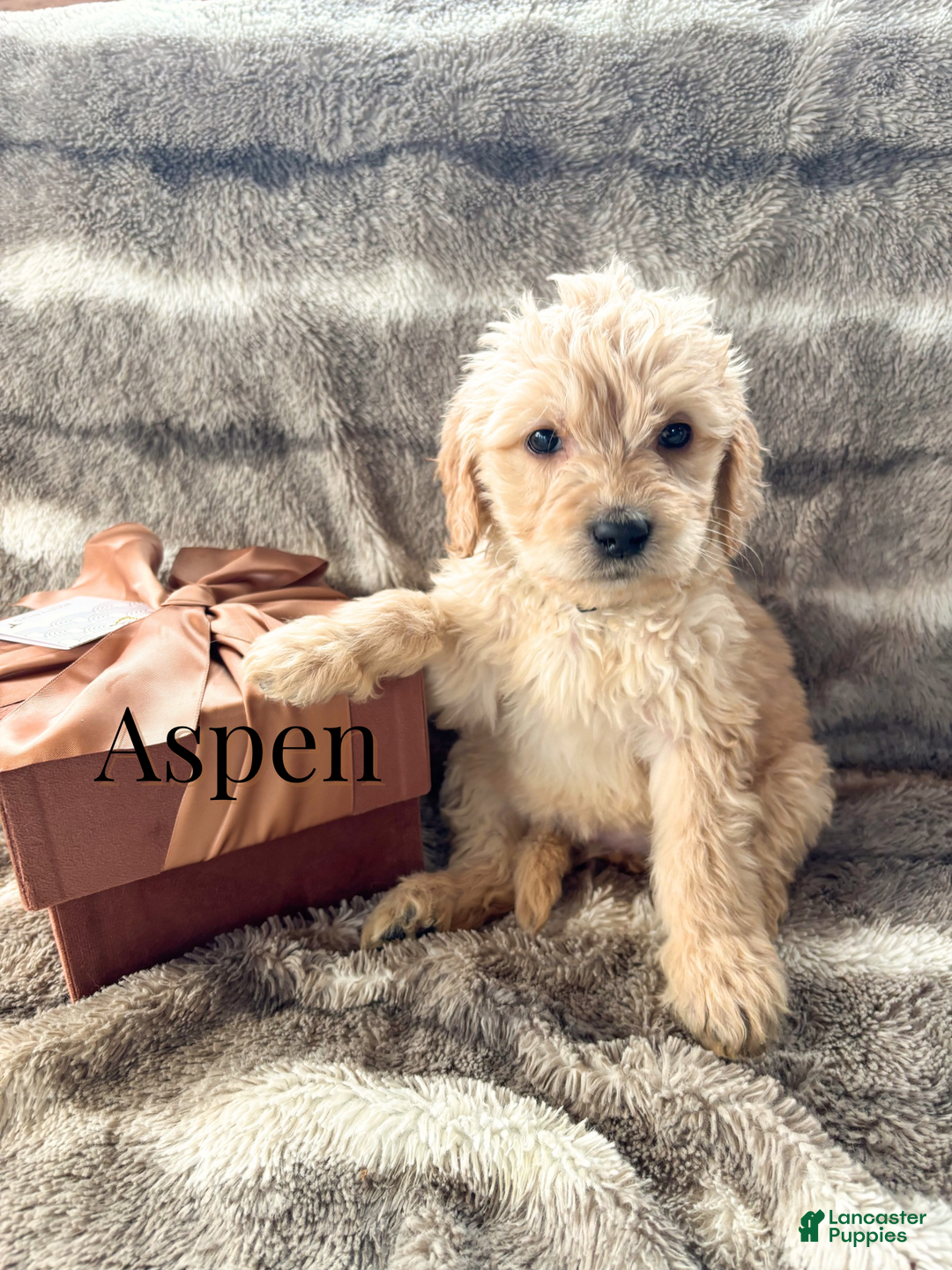 Goldendoodle dogs for sale: Aspen - Ad 1