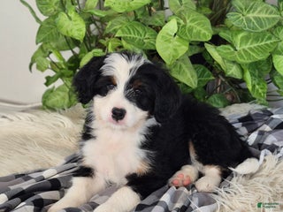 Mini Bernedoodle dogs - Ad 28