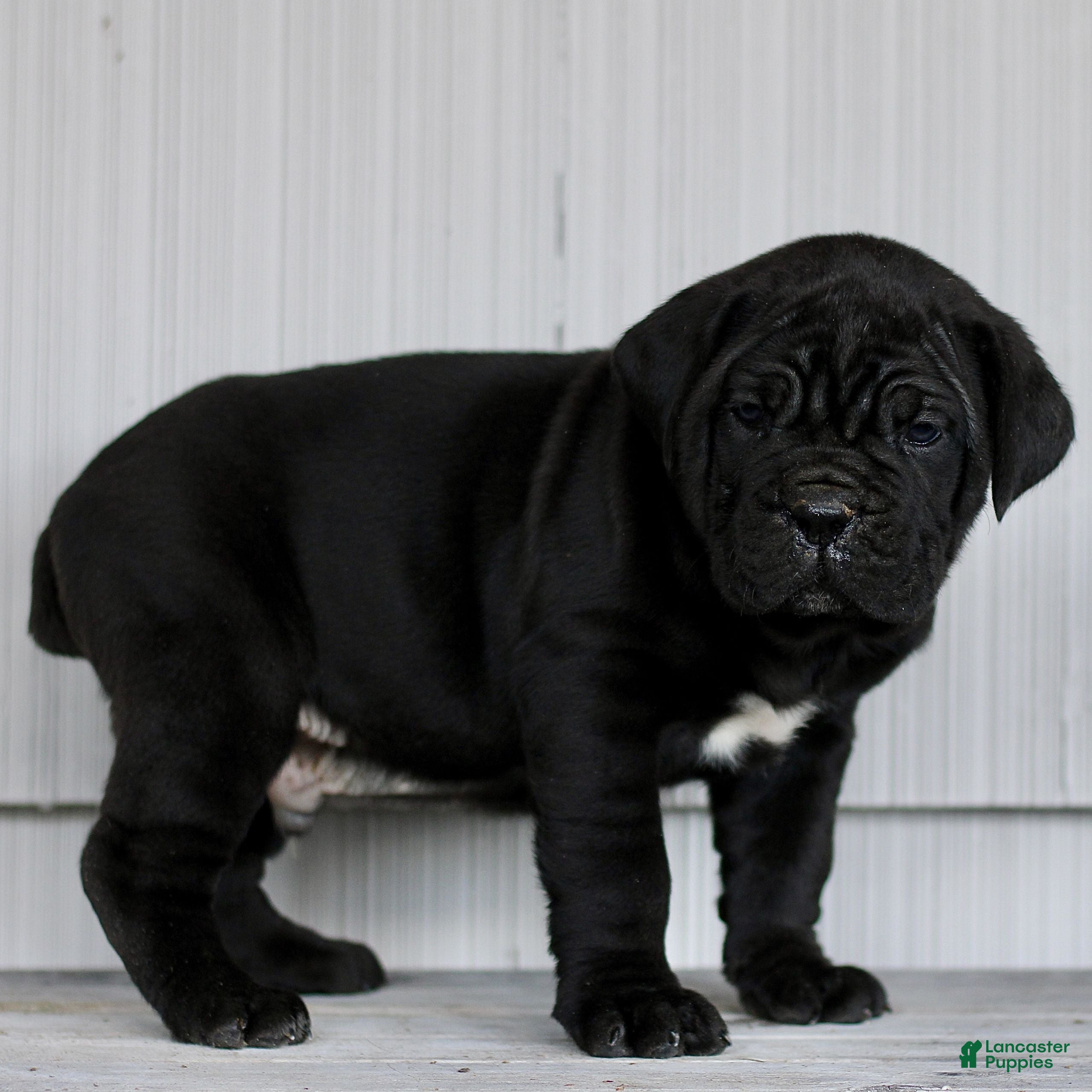 Cane Corso dogs Novak  - Ad 2