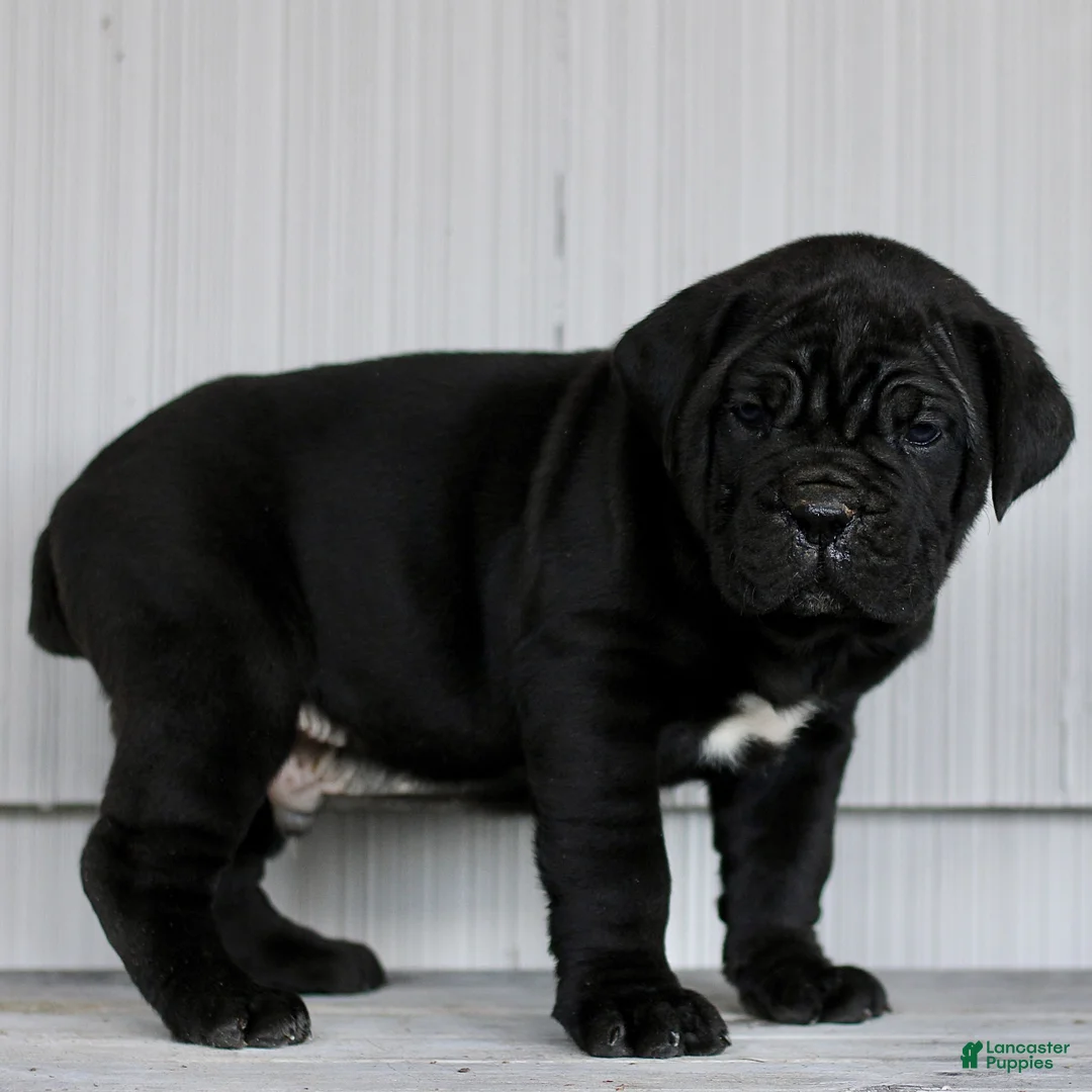 Cane Corso dogs for sale: Novak  - Ad 2