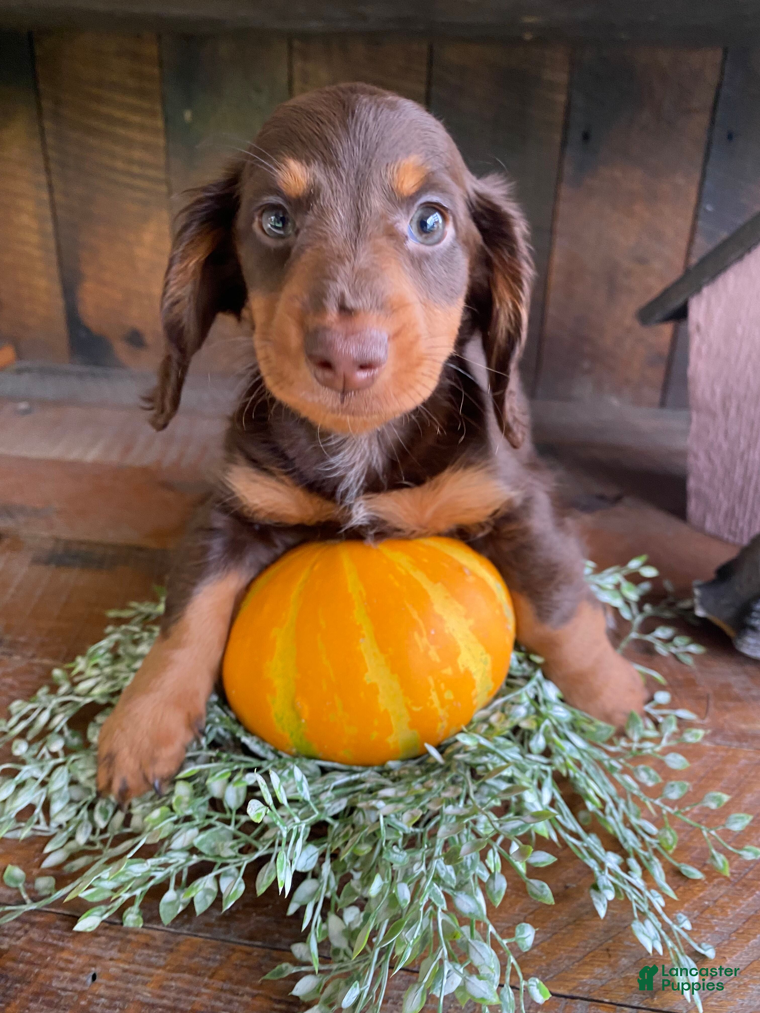 Miniature Dachshund dogs Browny - Ad 2