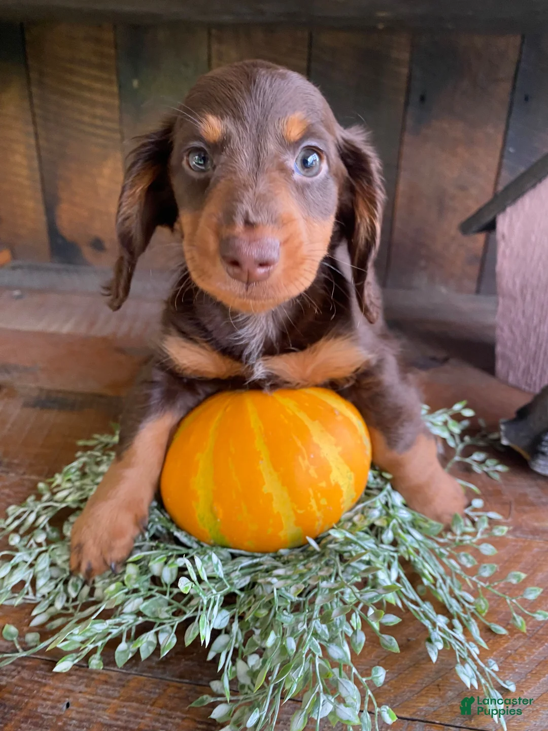 Miniature Dachshund dogs for sale: Browny - Ad 2