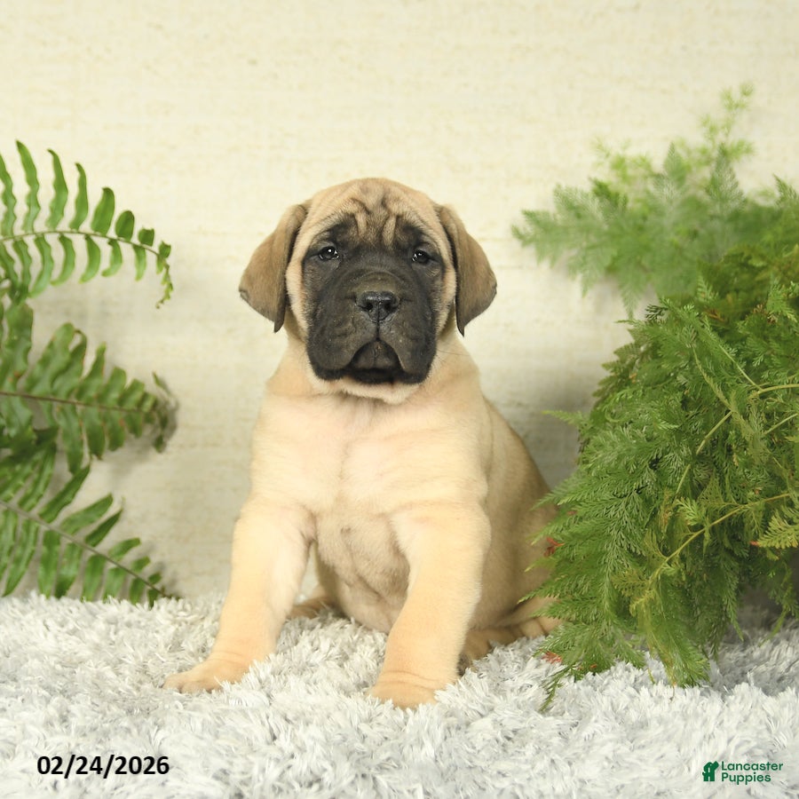English Mastiff dogs Ashley - Ad 1