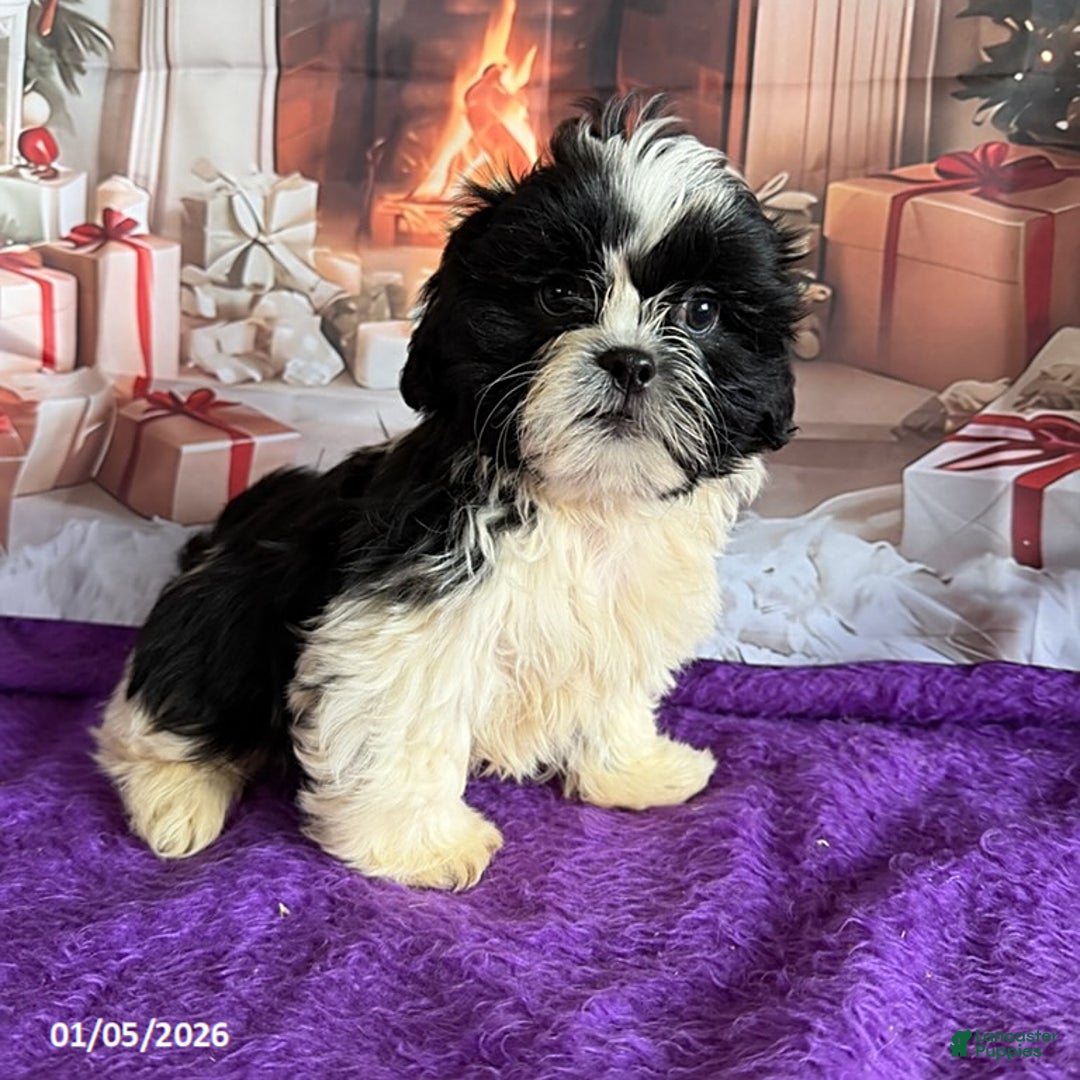 Shih Tzu dogs for sale: Peanut  - Ad 2