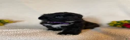 Corgipoo dogs for sale: Dave - Ad 5