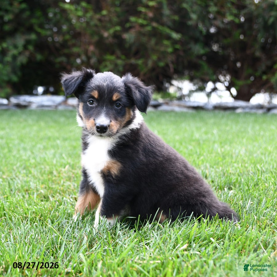 Australian Shepherd dogs Koa  - Ad 2