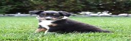 Australian Shepherd dogs for sale: Koa  - Ad 2