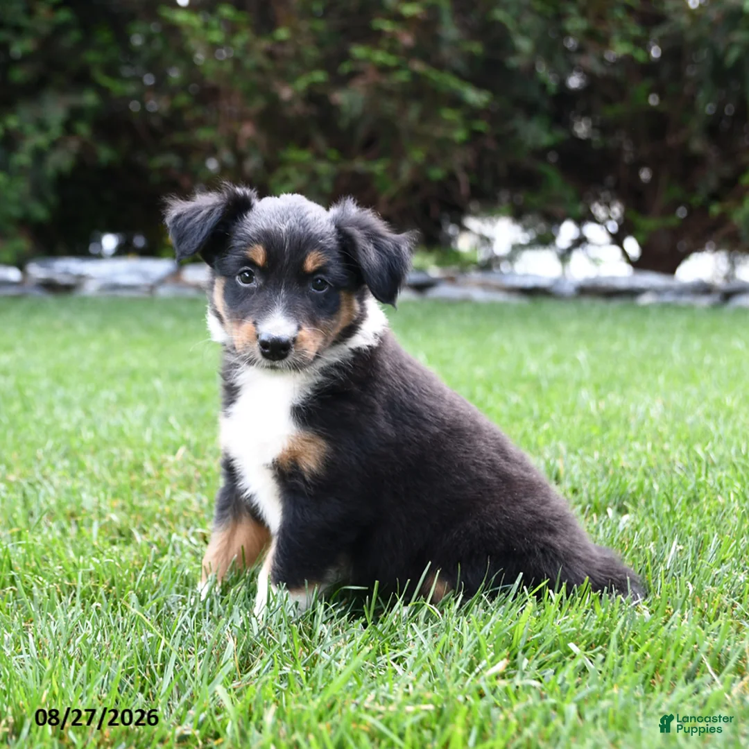 Australian Shepherd dogs for sale: Koa  - Ad 2