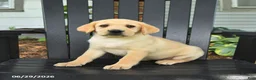 Labrador Retriever dogs for sale: Sadie - Ad 5