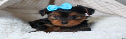 Yorkshire Terrier dogs for sale: CHARLIE - Ad 11