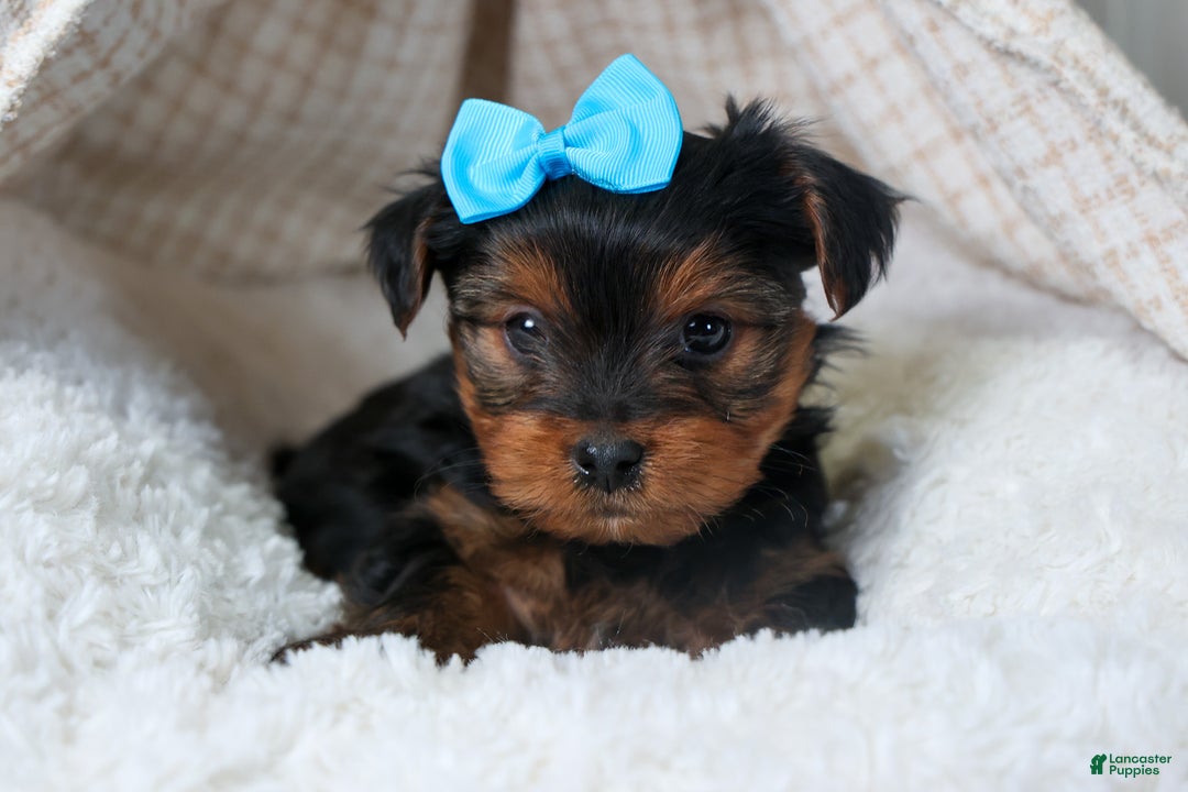 Yorkshire Terrier dogs for sale: CHARLIE - Ad 11
