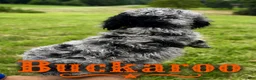 Standard Poodle dogs for sale: Buckaroo - Ad 4