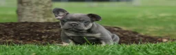 French Bulldog dogs for sale: Kilo  - Ad 15
