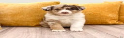 Australian Shepherd dogs for sale: Bailey - Ad 1
