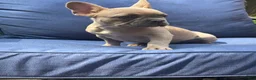 French Bulldog dogs for sale: French Bulldog 2 - Ad 5