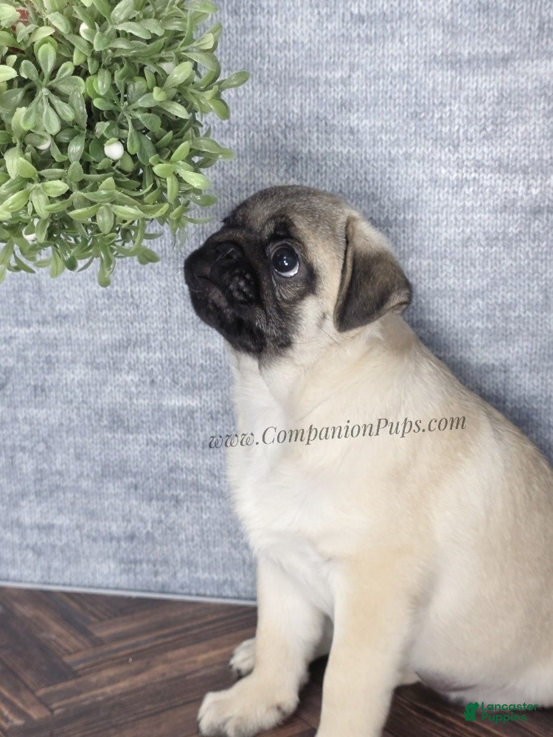 Pug dogs for sale: Best Friend for Life - Brady- Memoriable Christmas Puppy! - Ad 14