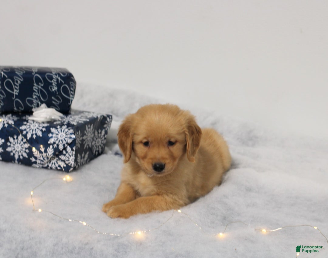 Golden Retriever dogs for sale: Jingle - Ad 1