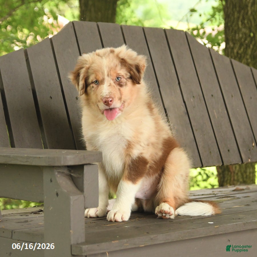 Border Collie dogs Mike - Ad 1