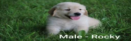Golden Retriever dogs for sale: Golden Retriever 5 - Ad 1