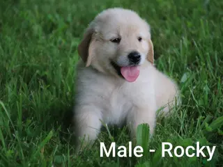 Golden Retriever dogs Golden Retriever 5 - Ad 42
