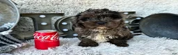 Cavapoo dogs for sale: Atlas - Ad 6