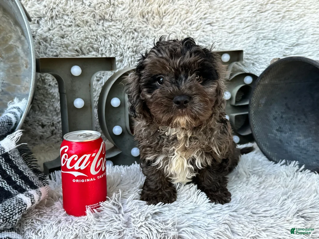 Cavapoo dogs for sale: Atlas - Ad 6