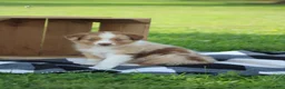 Australian Shepherd dogs for sale: Max - Ad 1