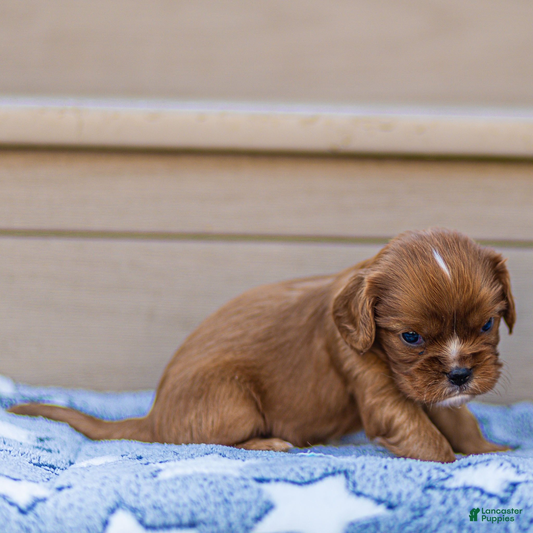 Cavalier King Charles Spaniel dogs Finn Cavalier King Charles Spaniel  - Ad 2