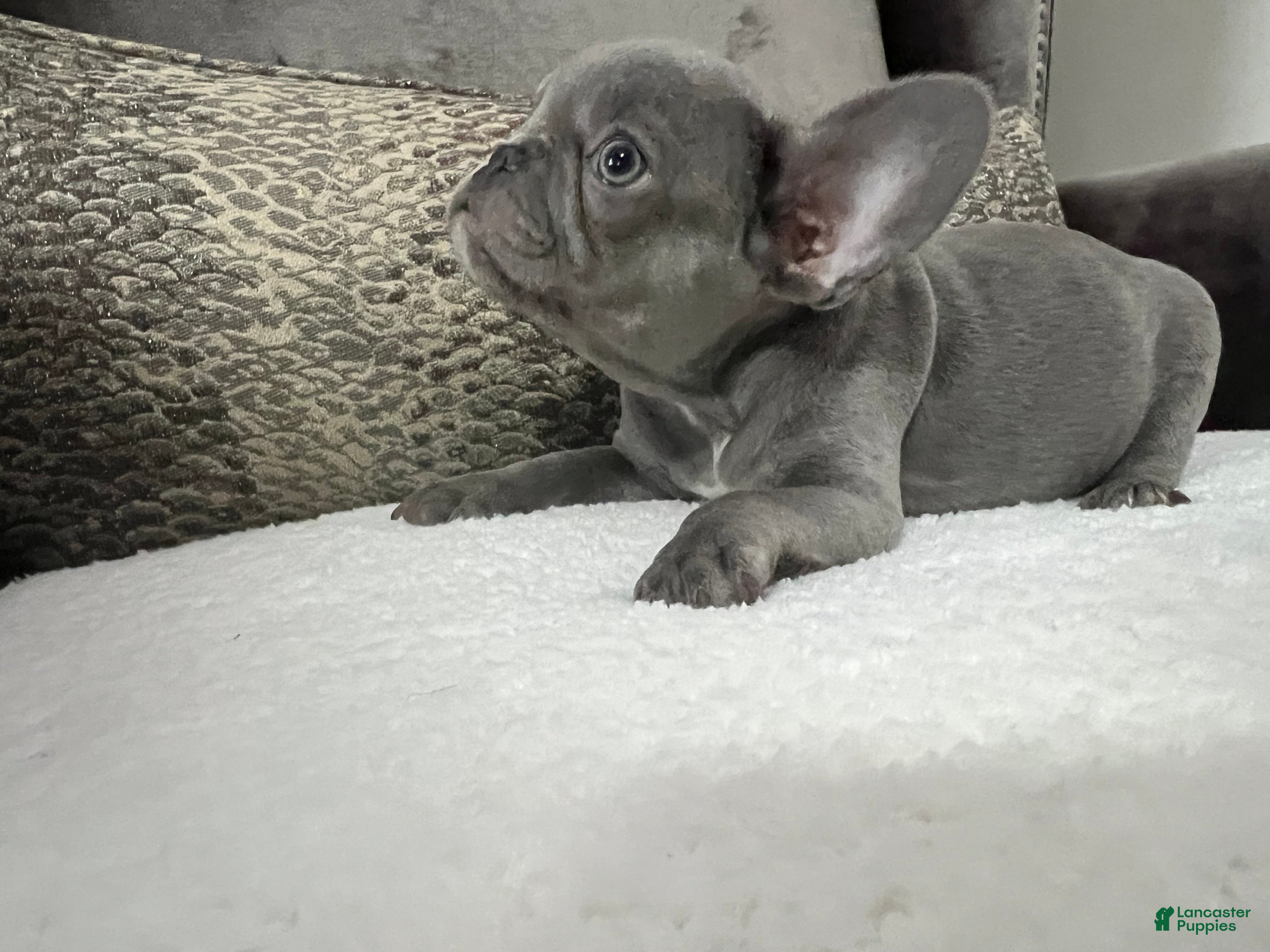 French Bulldog dogs Maverick  - Ad 21