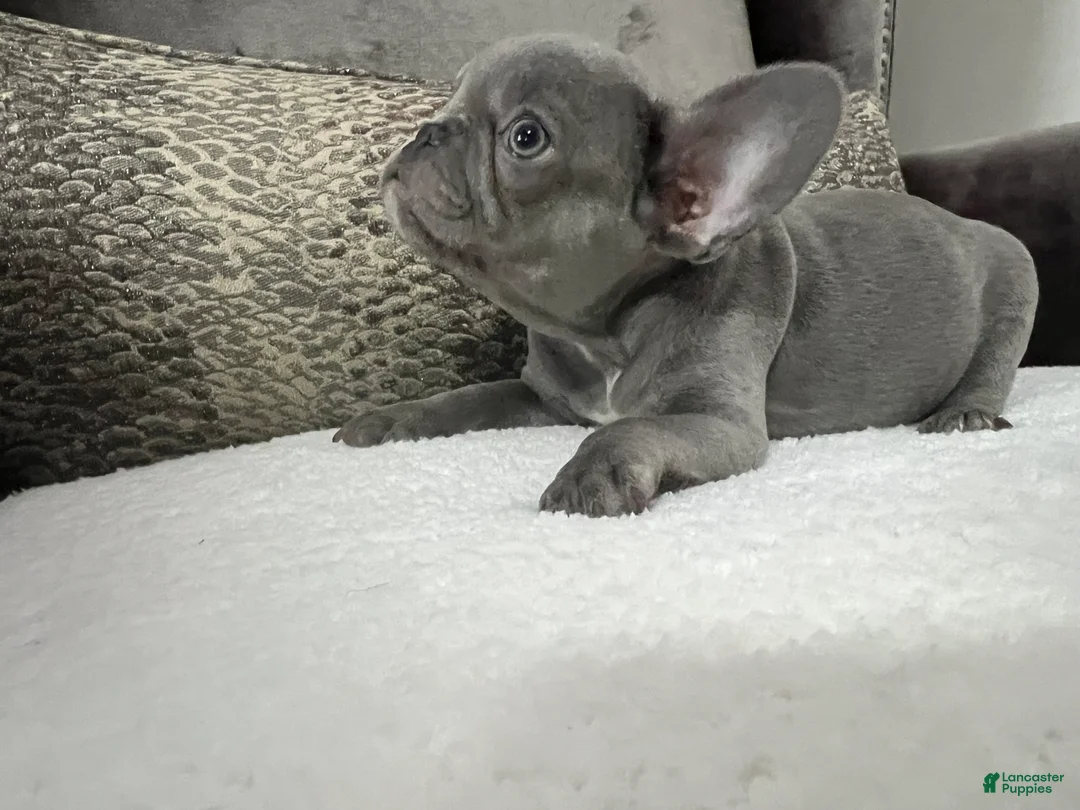 French Bulldog dogs for sale: Maverick  - Ad 1