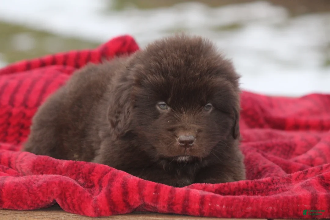 Newfoundland dogs for sale: Pansy  - Ad 17