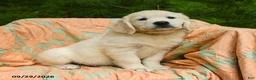 Golden Retriever dogs for sale: April - Ad 3