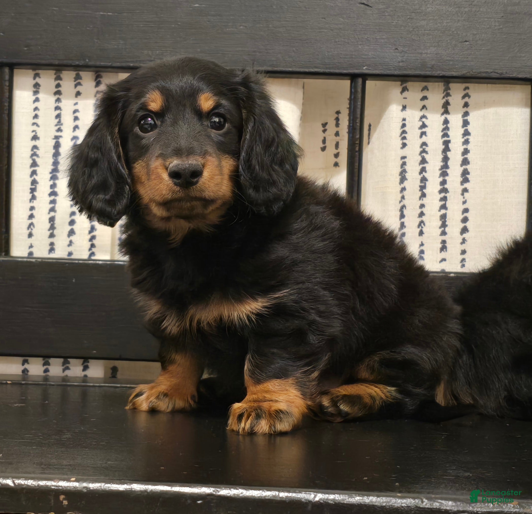 Miniature Dachshund dogs Tucker  - Ad 2