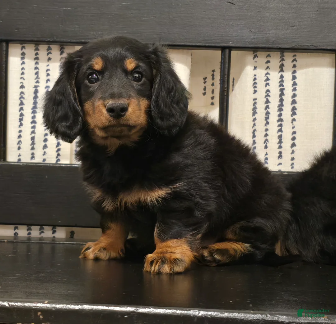 Miniature Dachshund dogs for sale: Tucker  - Ad 2