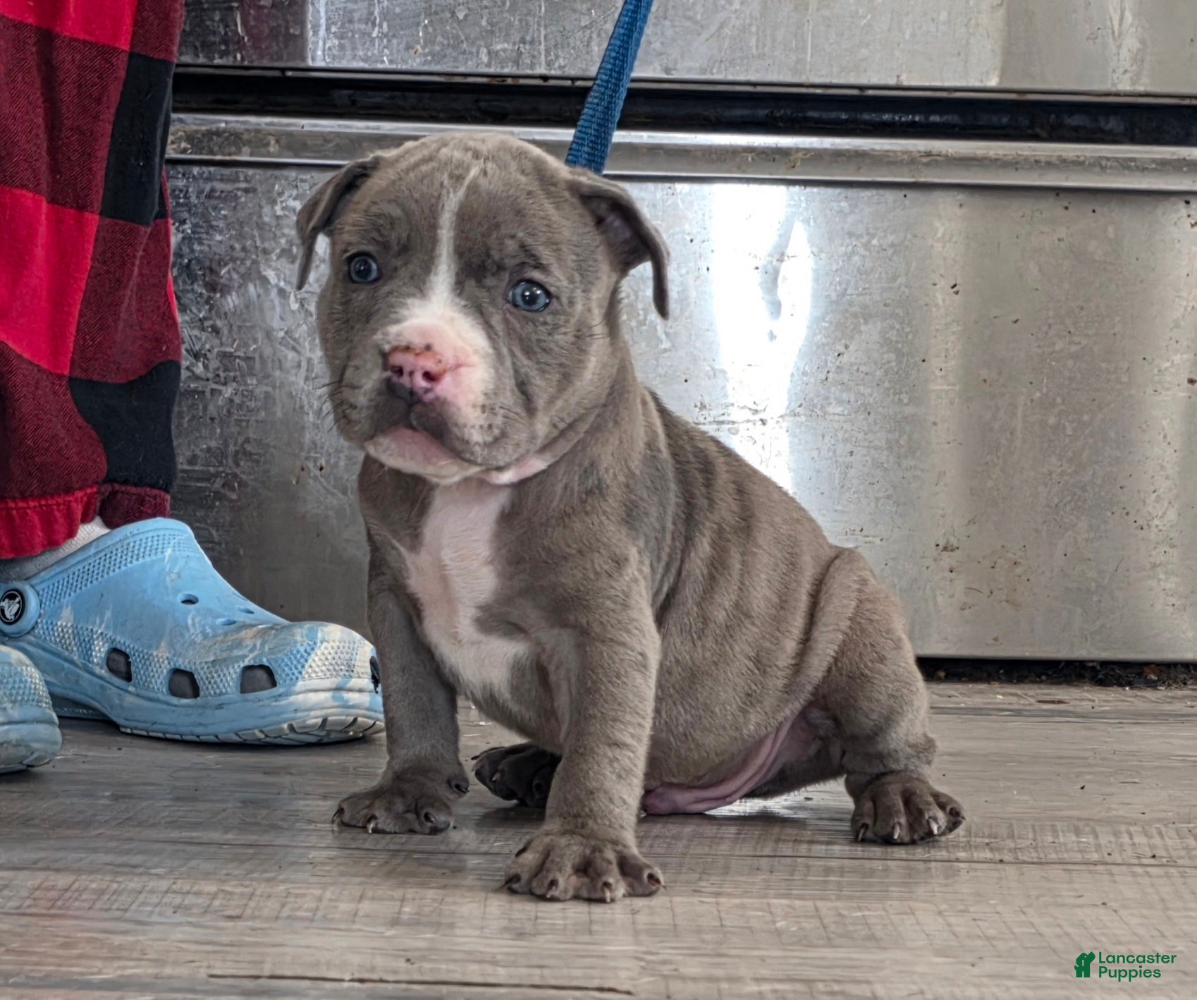 American Bully dogs Shadow - Ad 1
