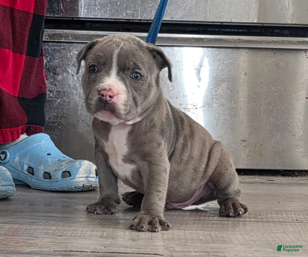 American Bully dogs for sale: Shadow - Ad 1