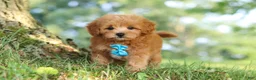 Maltipoo dogs for sale: Conner - Ad 9