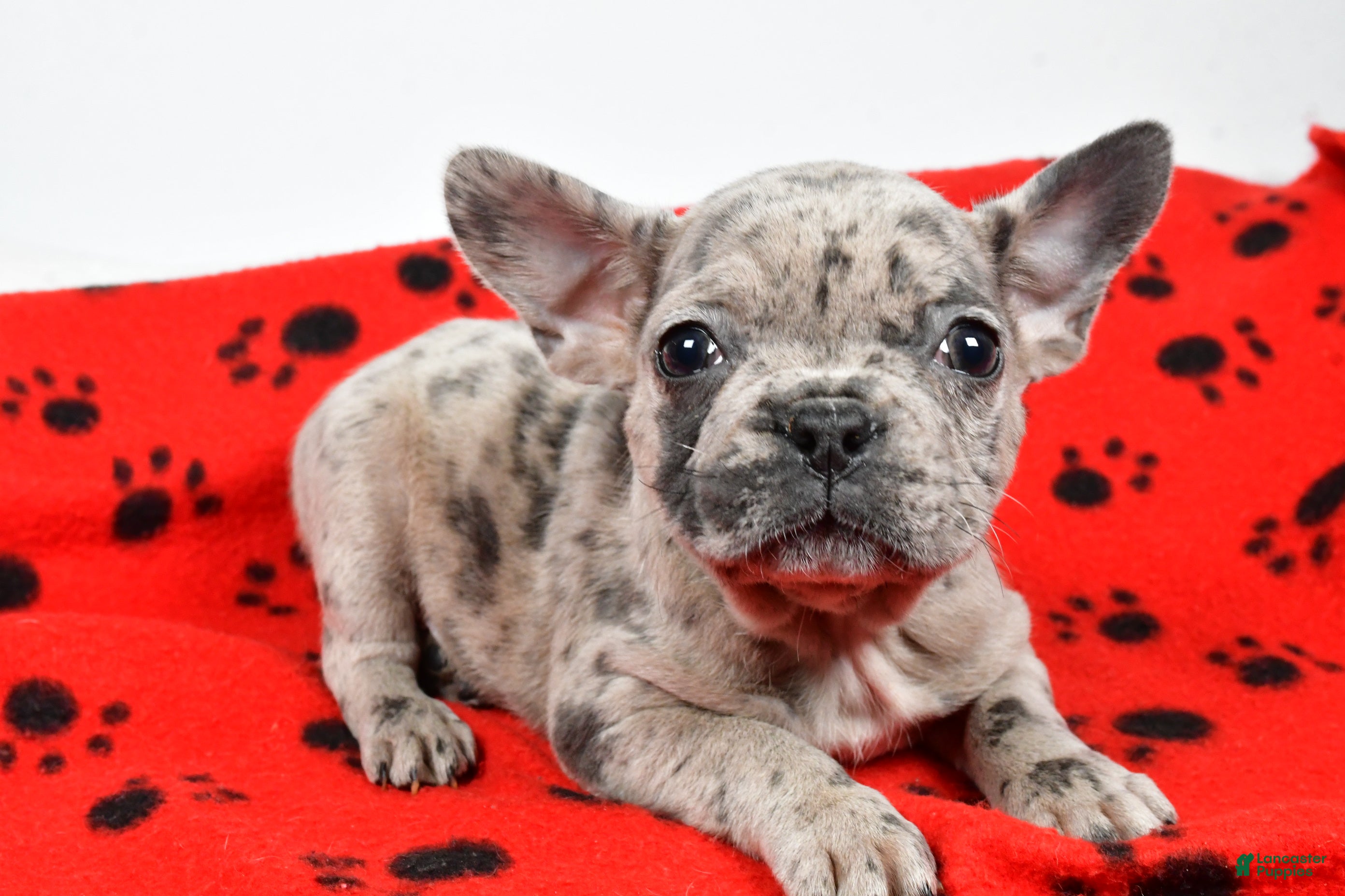 Mixed Breed dogs Roselyn - Ad 31