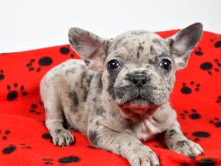 Mixed Breed dogs Roselyn - Ad 30