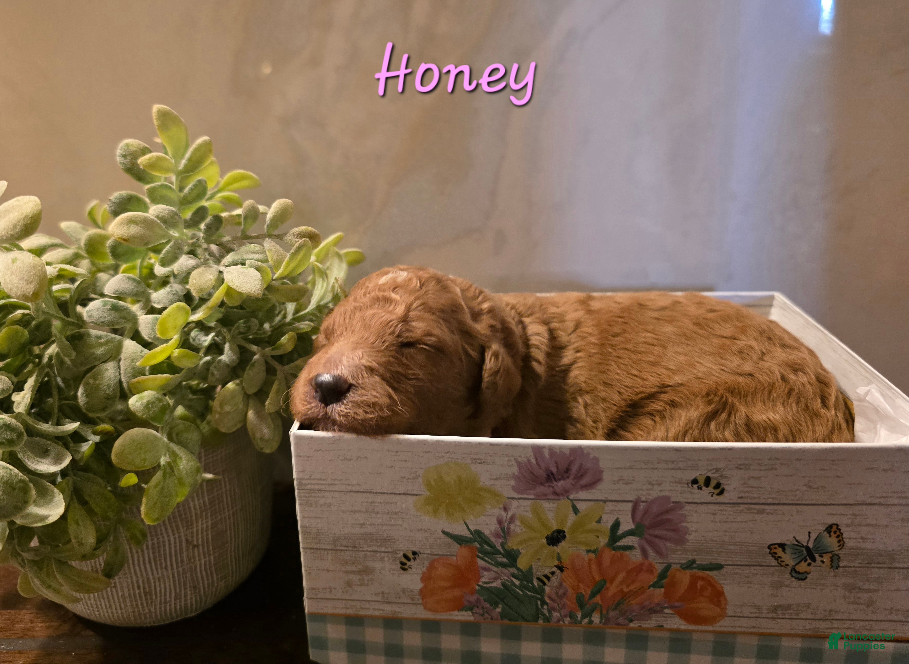 Goldendoodle dogs Goldendoodle Puppy 10 - Ad 3