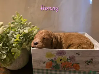 Goldendoodle dogs Goldendoodle Puppy 10 - Ad 3