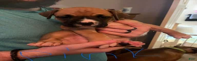 Boxer 6