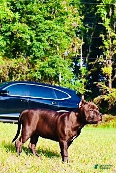 American Bully dogs American Bully 1 - Ad 1