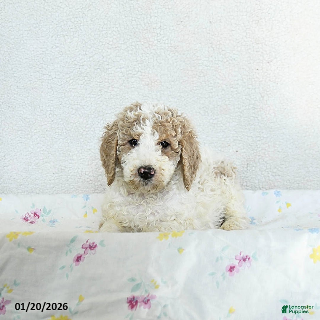 Standard Poodle dogs for sale: Misty - Ad 3