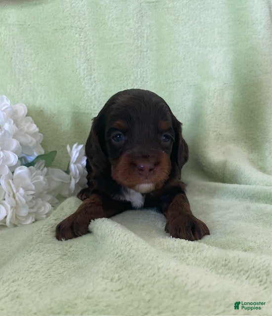 Cavapoo dogs Niles- Chocolate tri - Ad 1