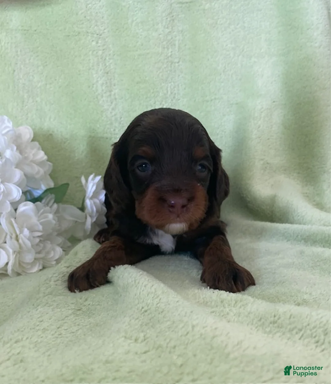 Cavapoo dogs for sale: Niles- Chocolate tri - Ad 1