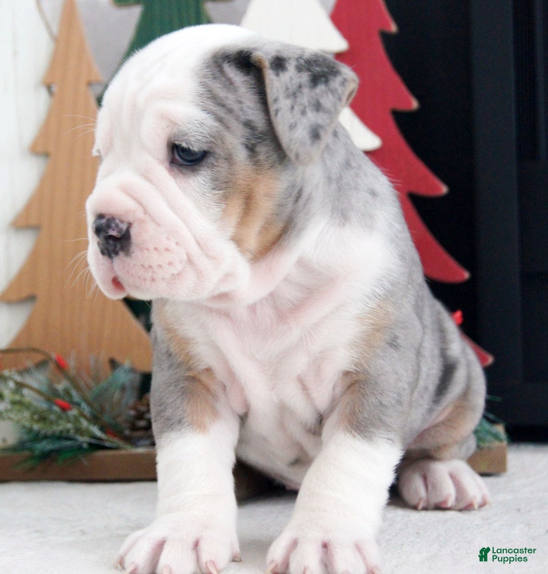 Olde English Bulldogge dogs for sale: Jingle Bells - Ad 5
